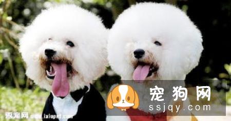 狗狗犬瘟热如何治疗和预防