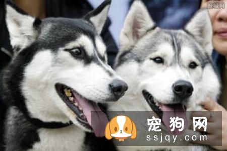 哈士奇狗_哈士奇介绍_哈士奇性格