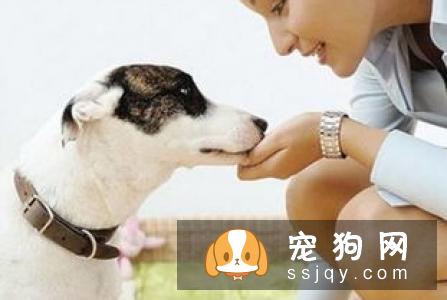 狗狗护食的原因及解决方法