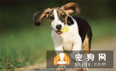 绝育手术后要求动物6小时禁食禁水