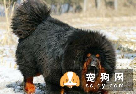 藏獒对居住环境的要求