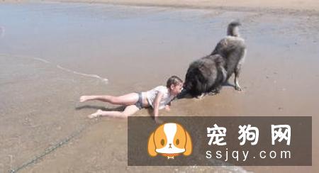 如何正确牵引狗狗，防止它暴冲