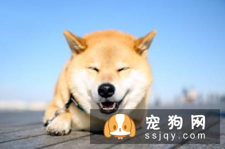 吃骨头会造成一系列消化道的问题
