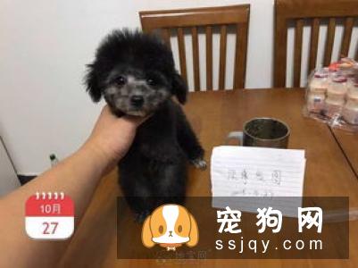给怀孕的母狗注射疫苗能否给小狗免疫?