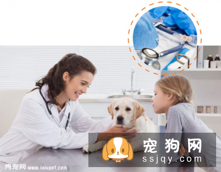狗狗犯癫痫应该怎么办？