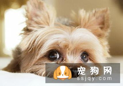 狗狗肠胃不好，很有可能是消化系统疾病