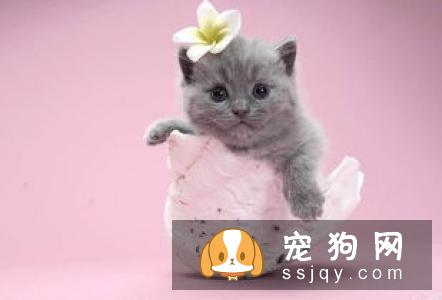 孕妇和婴幼儿能与宠物共同生活吗?