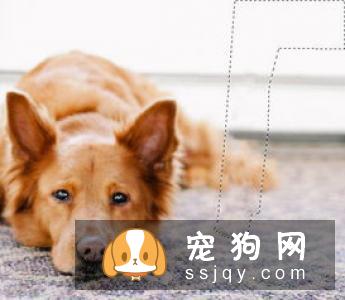 狗狗为什么会呕吐，引起狗狗呕吐的原因有哪些？