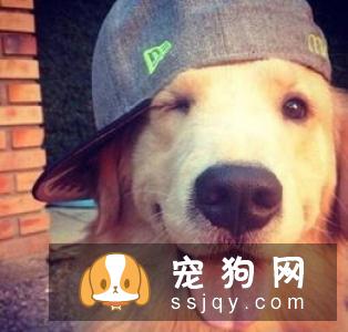 哈士奇的耳朵永远不会立起来_宠物频道