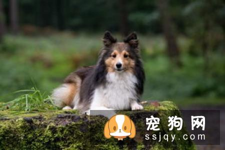 判断狗狗是否怀孕的几种方法