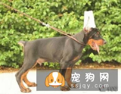 立耳品种的狗狗 不立耳需要做手术吗？