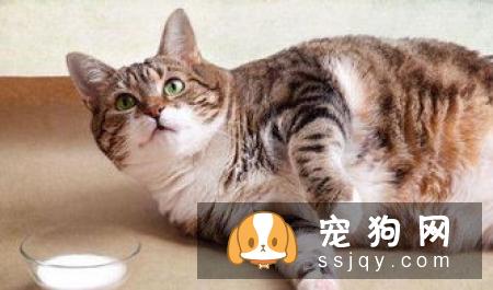 宠物腹泻是哪些原因引起的