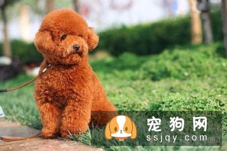 巴辛吉犬好养吗|性格特征_怎么饲养？
