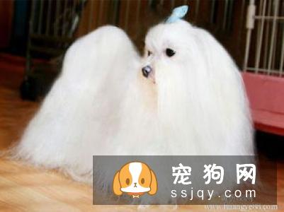 饲养马尔济斯的注意事项有哪些