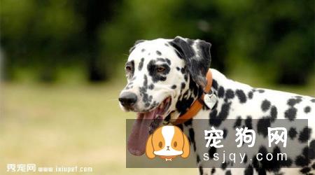 斑点狗智商高吗_好不好养|图片|价格