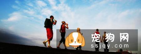 散步时宠物狗喜欢乱跑怎么办?