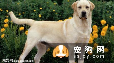 拉布拉多犬训练方法_价格|性格特点|图片