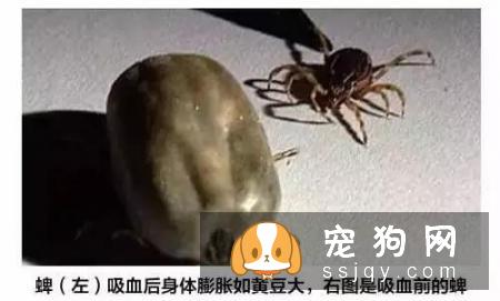 夏季养犬需要注意狗狗这些高发病