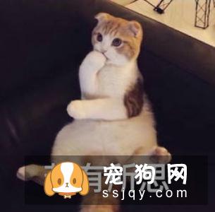 狗狗吃肉越多越好吗？