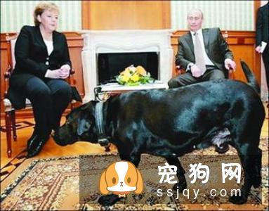 秋田犬容易训练吗 秋田犬最佳训练时期一定不要错过
