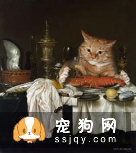 猫咪的行为密码，你能解开吗
