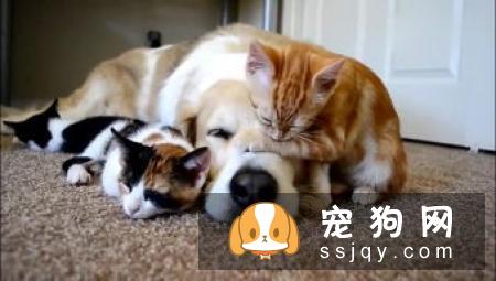 狗狗喜欢打架怎么办