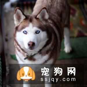狗狗鼻子干的原因刚睡醒时,鼻子是干的