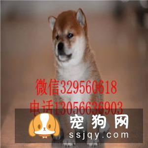 柴犬是可以办理托运的,需要准备的东西还是蛮多
