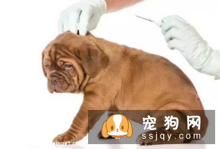 狗狗吐白沫的四大原因_宠物频道