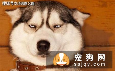 狗狗绝育有风险吗