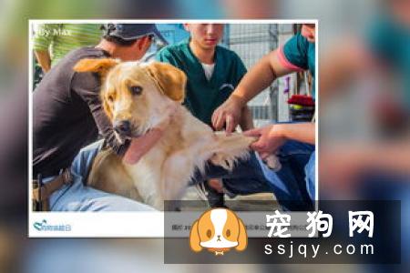在家就可以给狗狗做的体检大法
