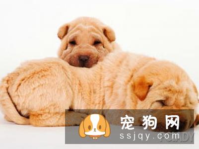 饲养马尔济斯的注意事项有哪些