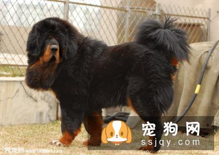 藏獒对居住环境的要求