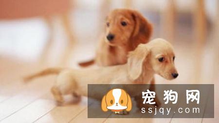 养狗误区：狗狗如果不出门就可以不用驱虫