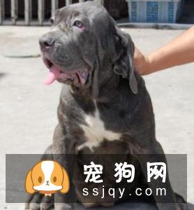 纽波利顿犬咬人吗_纽波利顿犬价格|图片