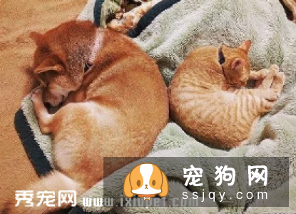 除了带毛孩到宠物医院或诊所定期检查外,主人在日常生活中应当多留意毛孩的身体状