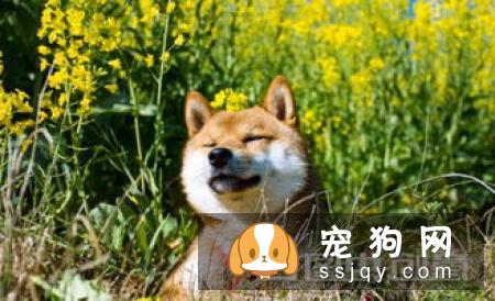 狗狗出门乱跑怎么办
