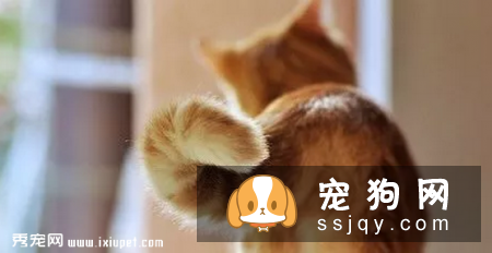 猫咪的行为密码，你能解开吗