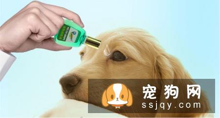 如何正确给狗狗清洗眼睛