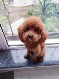 泰迪犬为什么喜欢和主人一起睡觉? 赶也赶不走!