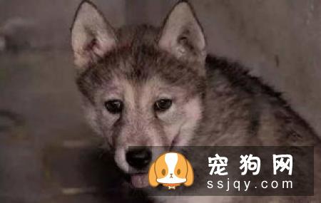 哈士奇狗_哈士奇介绍_哈士奇性格