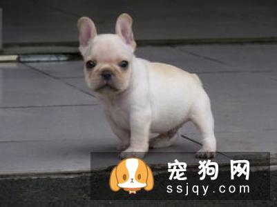 法国斗牛犬可以顺产吗？法斗应该顺产还是剖腹产？