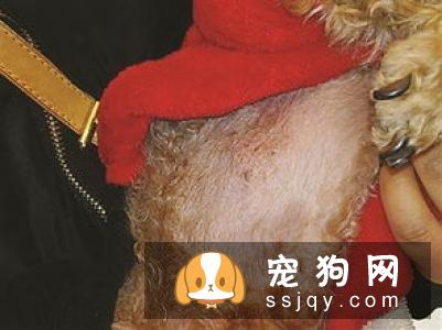 夏季把宠物的毛发剃光，真的有必要吗?