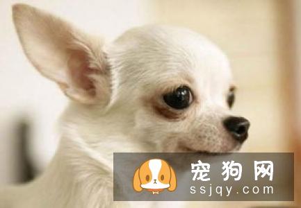 如何给狗狗挤肛门腺