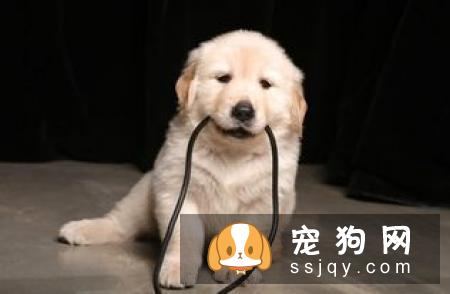 不花一分钱享受专业的宠物问题咨询