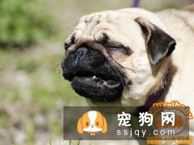 狗狗身体不适时和人一样,吃药会好的更快,贪吃的狗狗