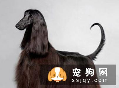 如何给狗狗挤肛门腺