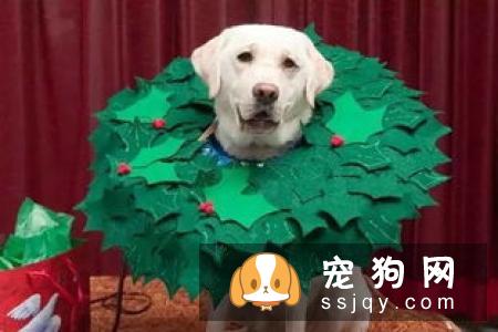 防狗走丢：帮狗狗佩戴宠物防走丢狗牌和掌握这几个应急方法
