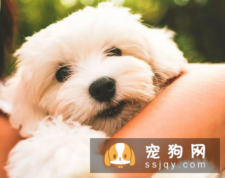 了解这些幼犬饲养指南，让狗狗健康成长