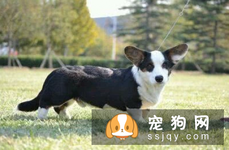 瑞典柯基犬有3个品种! 看看柯基的“小秘密”